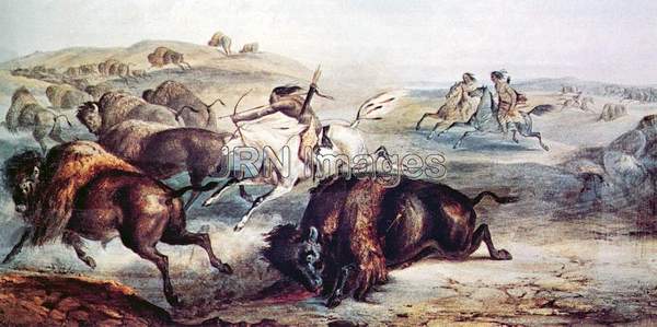 Indian buffalo hunt