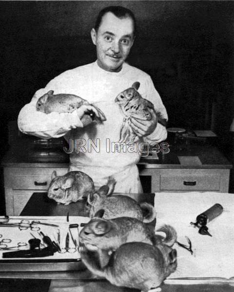 Photograph of scientist with chinchillas