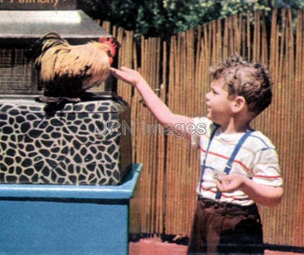 Boy feeding a rooster