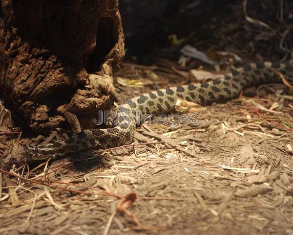 Sistrurus catenatus catenatus