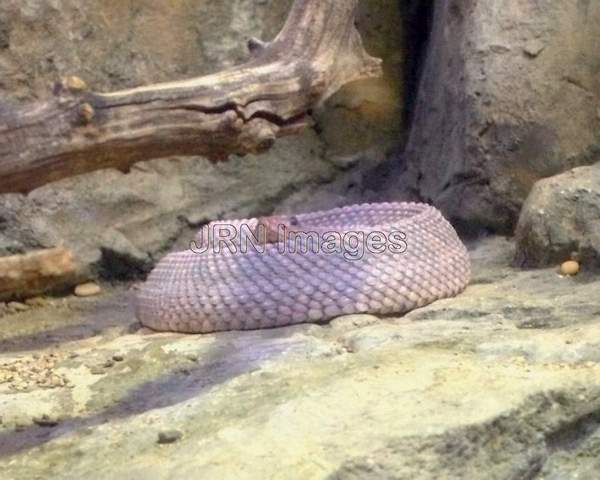 Crotalus durissus unicolor