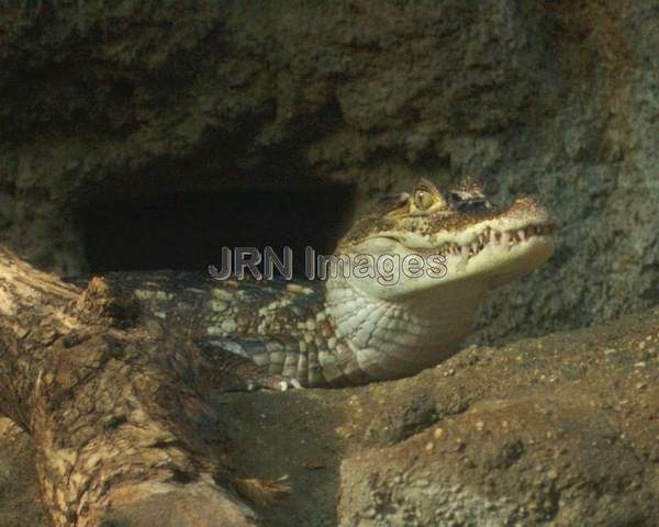 Caiman crocodilus