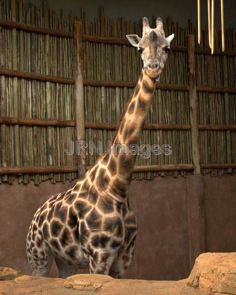 Giraffa camelopardalis