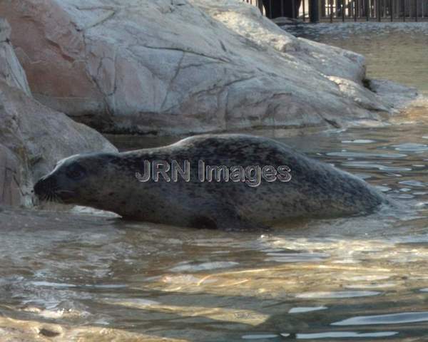 Phoca vitulina