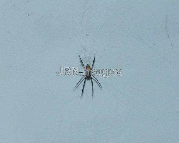 Nephila Madagascariensis