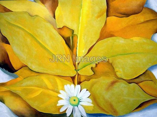 Yellow Hickory Leaves with Daisy