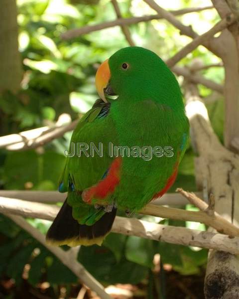 Eclectus roratus