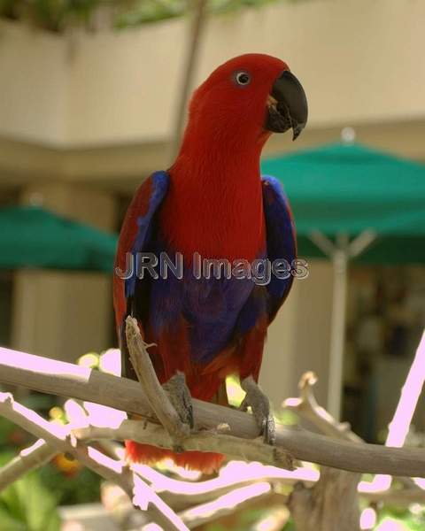 Eclectus roratus