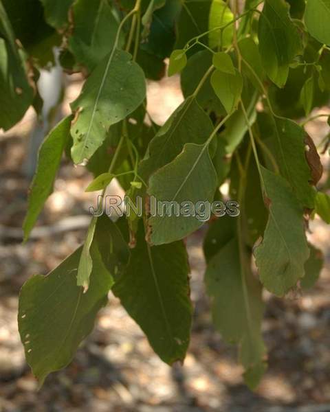 Eucalyptus Bigalerita (leaves); Myrtle Family...