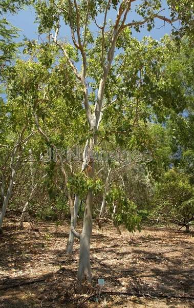 Eucalyptus Bigalerita; Myrtle Family (Myrtcaeae);...