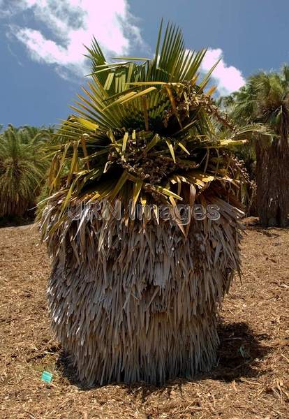 Copernicia Macroglossa