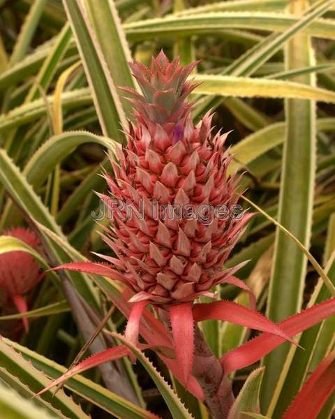 Ananas bracteatus