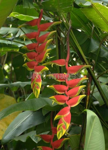 Heliconia pendula