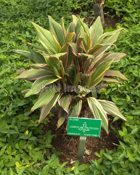 Cordyline fruticosa