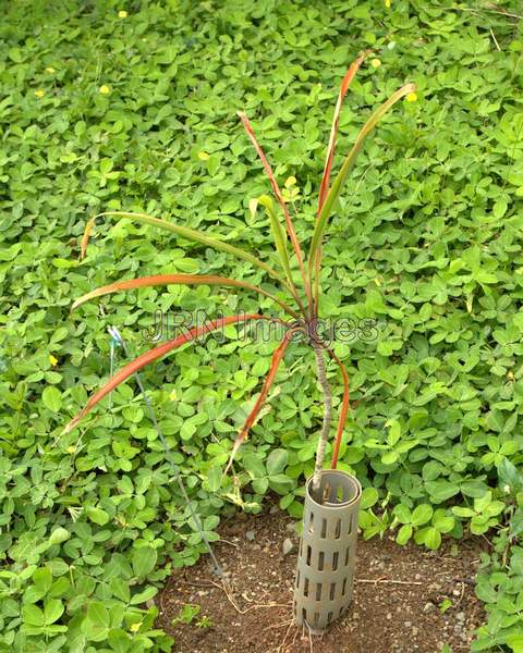 Cordyline fruticosa