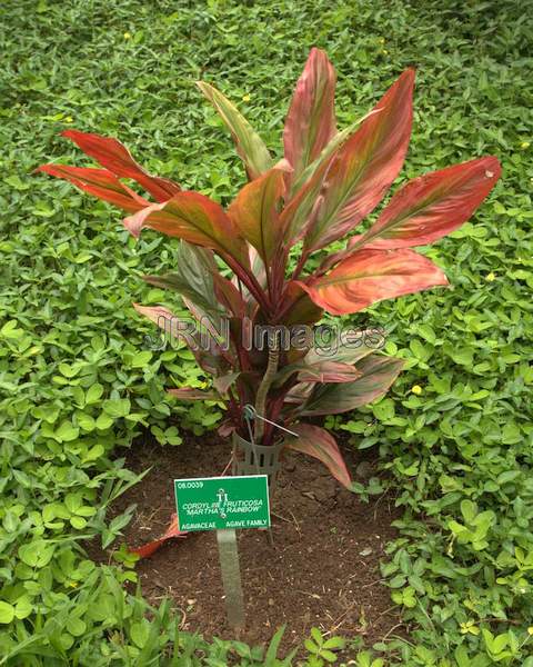 Cordyline fruticosa