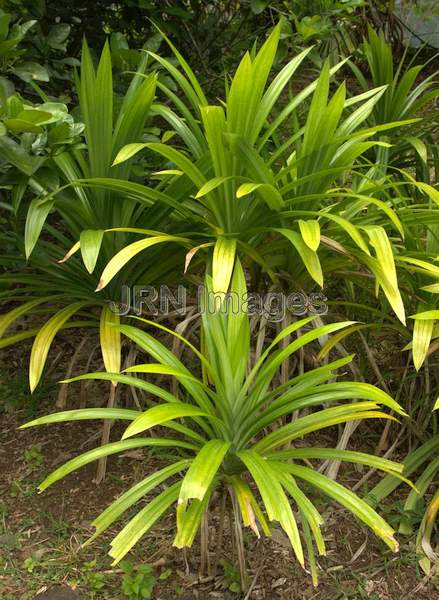 Pandanus amaryllifolius