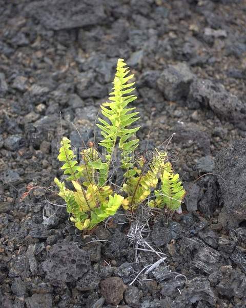 Fern sprouting from a'a lava flow; Hawaii...