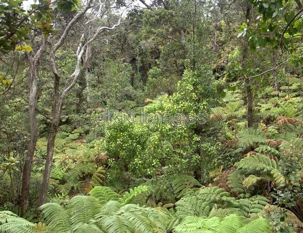 Rainforest; Hawaii Volcanoes National Park;...