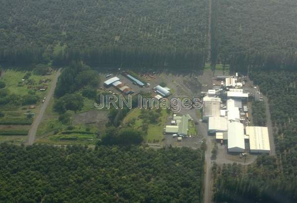 Macadamia Nut Plantation