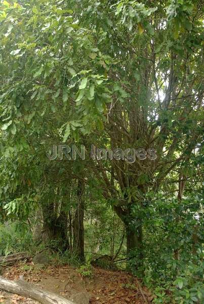 Macadamia tree; Proteaceae Family