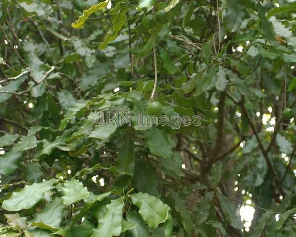 Macadamia tree nuts/leaves; Proteaceae Family