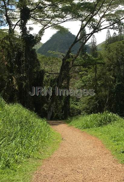 Manoa Falls hiking trail