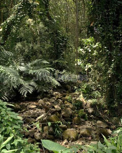 Rainforest at Manoa Falls