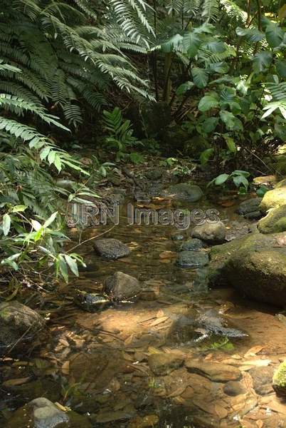 Stream at Manoa Falls trail