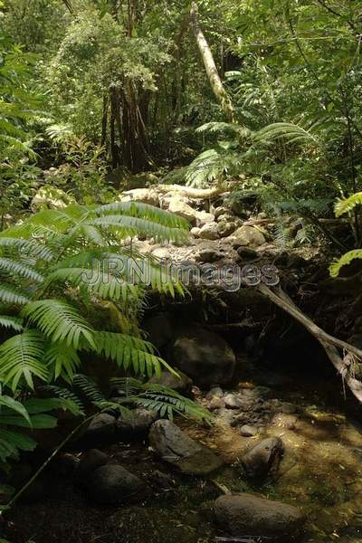 Stream at Manoa Falls trail