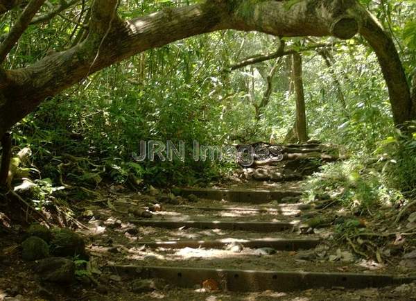 Manoa Falls hiking trail