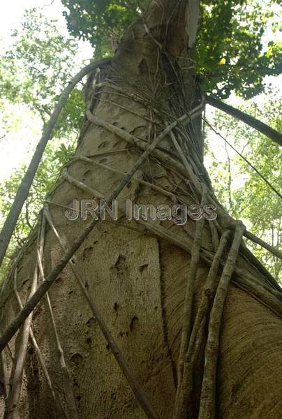 Tree on Manoa Falls trail