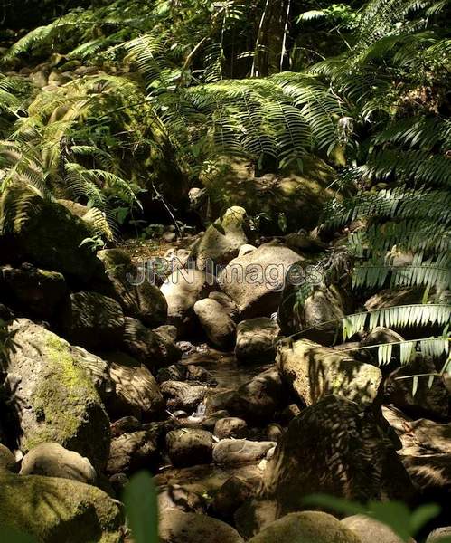 Stream at Manoa Falls trail