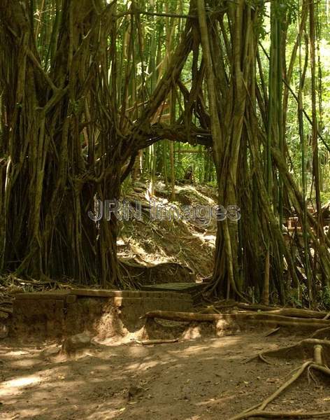 Tree arch, Manoa Falls hiking trail