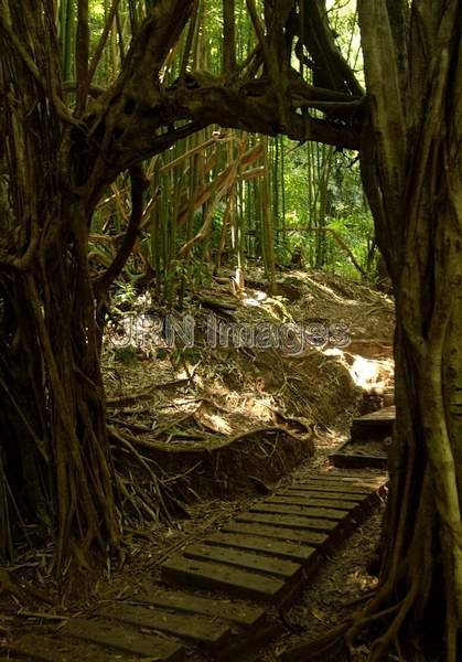 Tree arch, Manoa Falls hiking trail