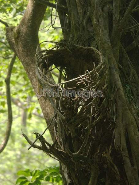 Bird's nest; Manoa Falls