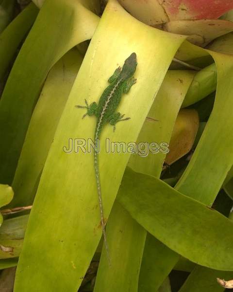 Chameleon; lizard; animal; reptile; Oahu; O'ahu.