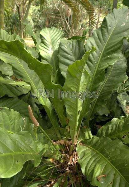 Anthurium Crassinervium