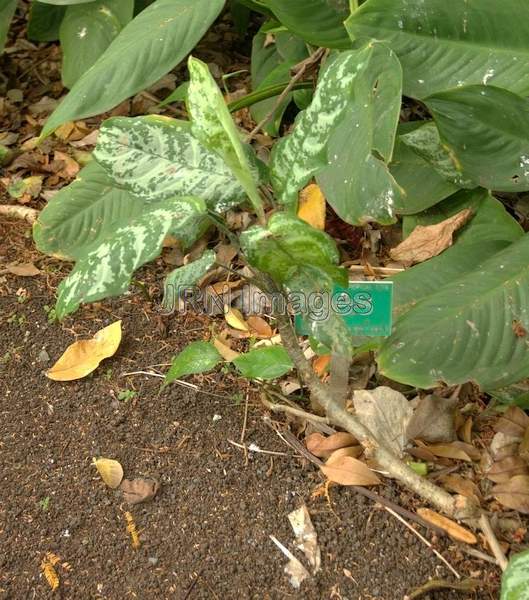 Aglaonema