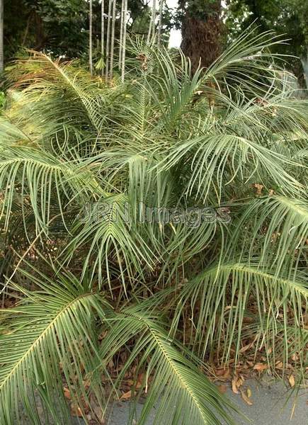 Ceratozamia Sp.