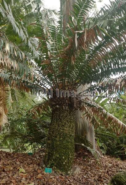 Encephalartos Gratus