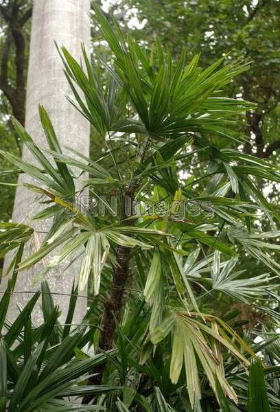 Aglaonema Commutatum, Treubii