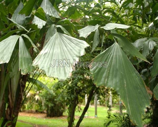 Caryota Mitis