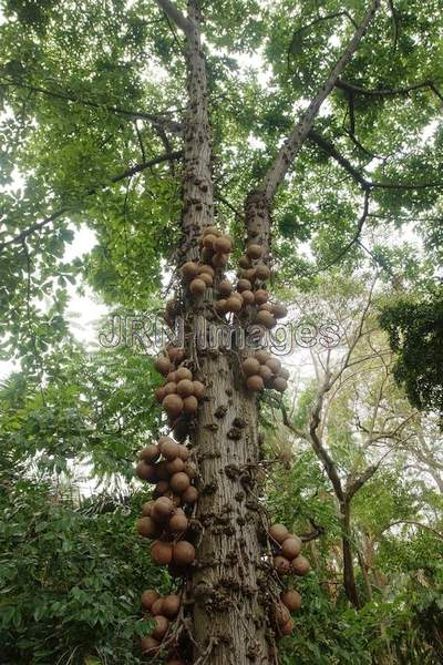 Couroupita guianensis