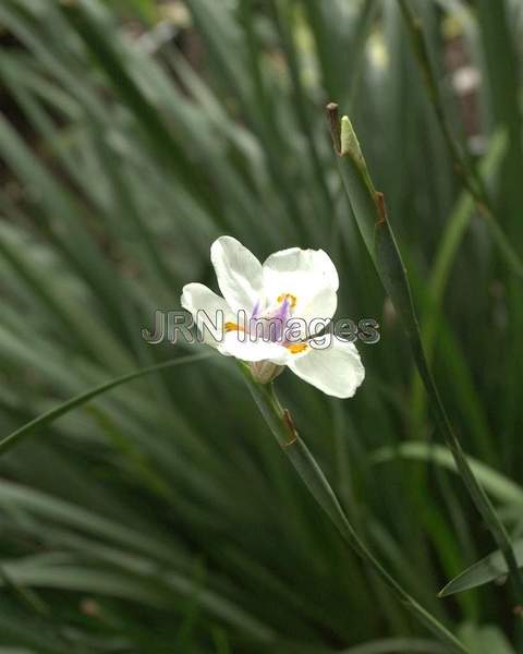 Iris; Iridaceae Family