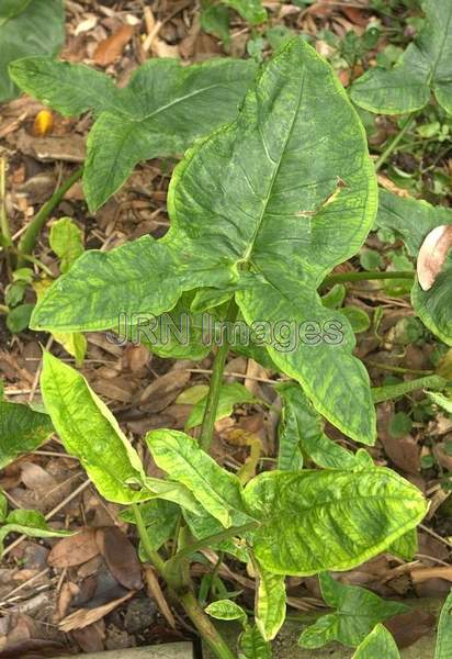 Colocasia esculenta