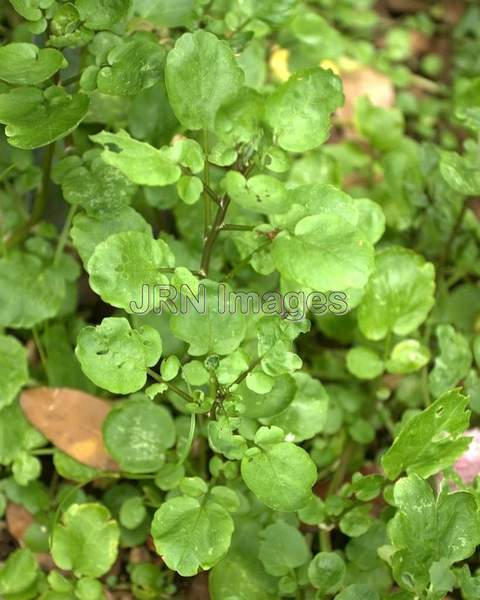 Watercress; Cabbage Family (Brassicaceae)