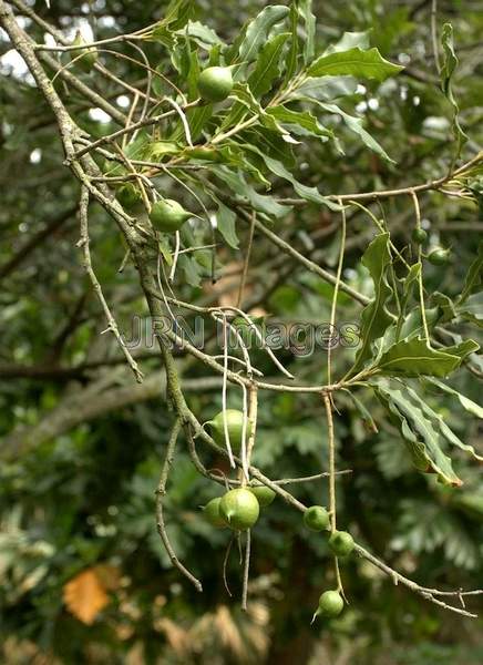 Macadamia Integrifolia Mauka