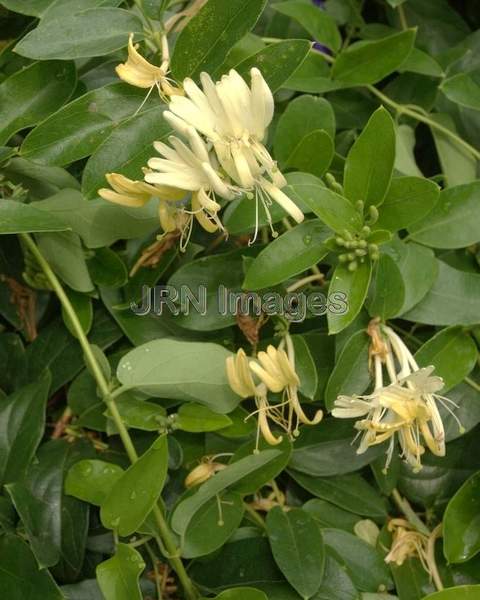 Lonicera Sp.