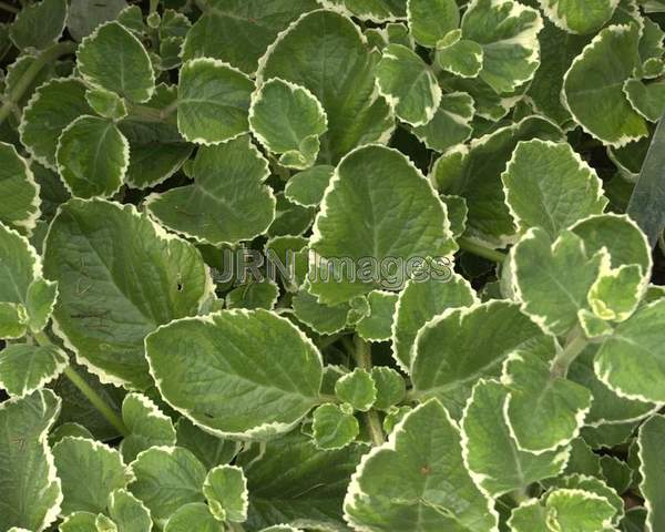 Origanum majorana